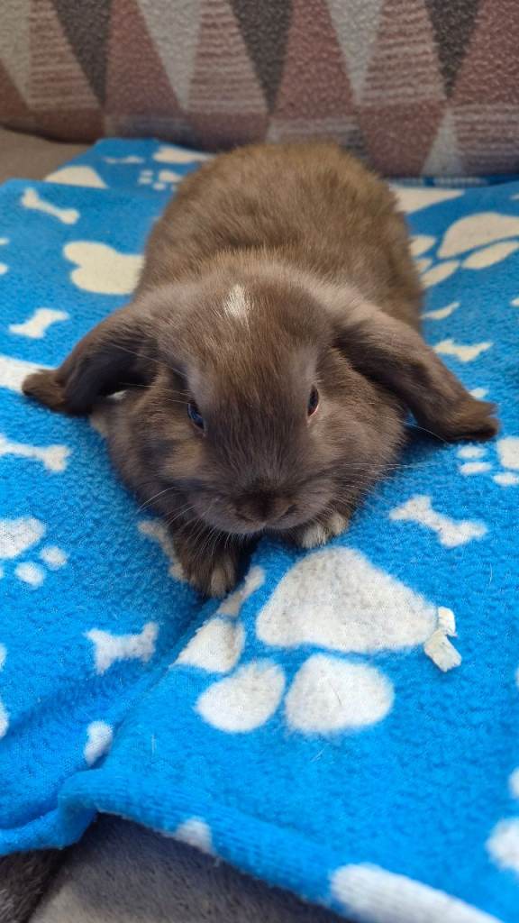 Mini lops