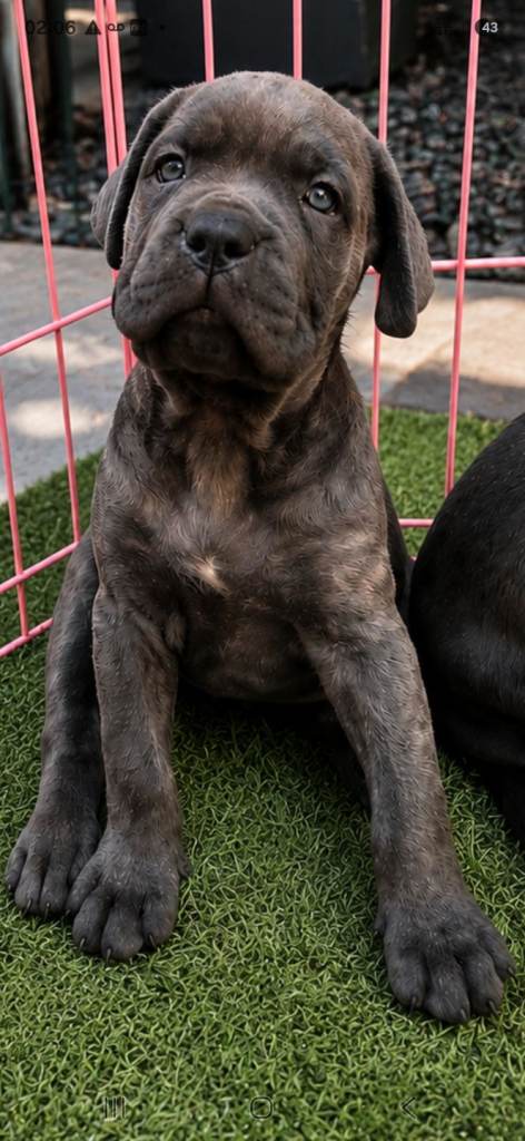 ICCF pedigree Cane corso puppies