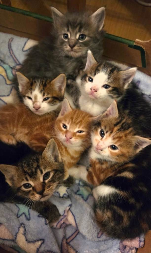 🐾Kittens Looking for a Loving Home🐾