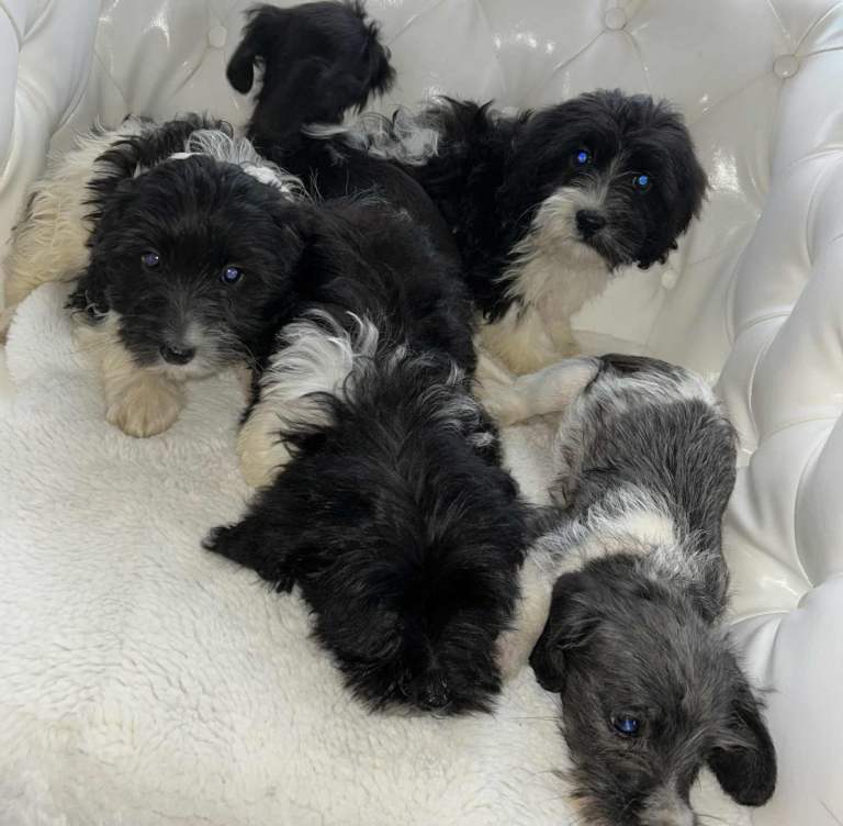 Stunning jackapoo pups