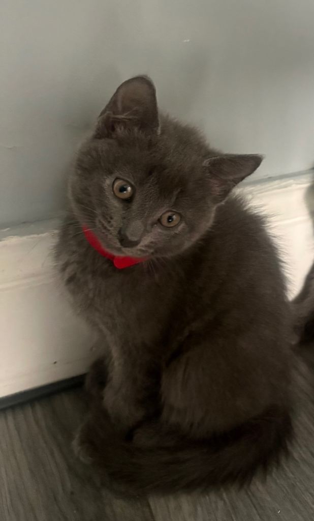 Kittens for sale 