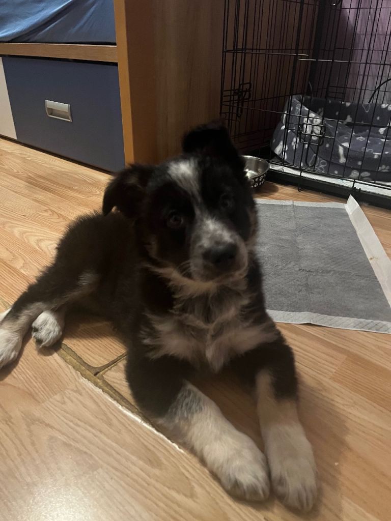 Beautiful border collie girl 