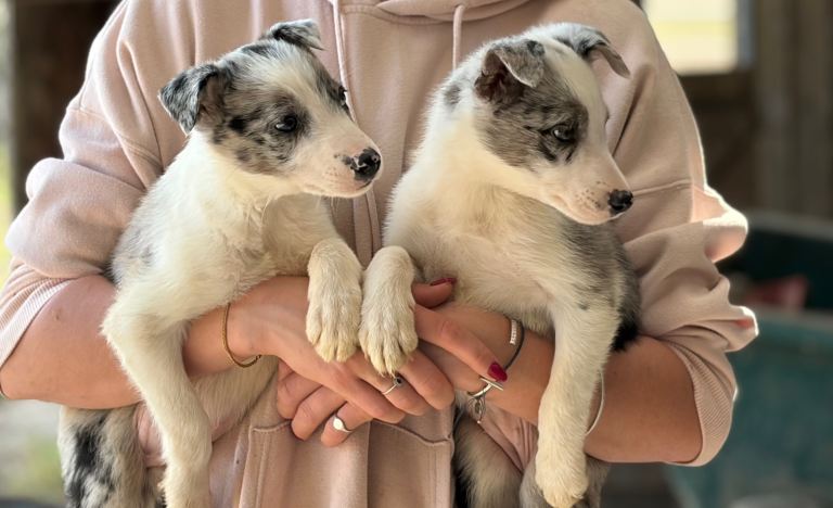 Pedigree Border Collie pups 