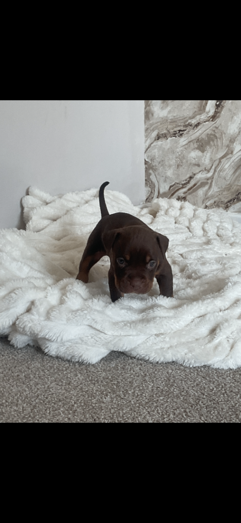 American pocket bully 