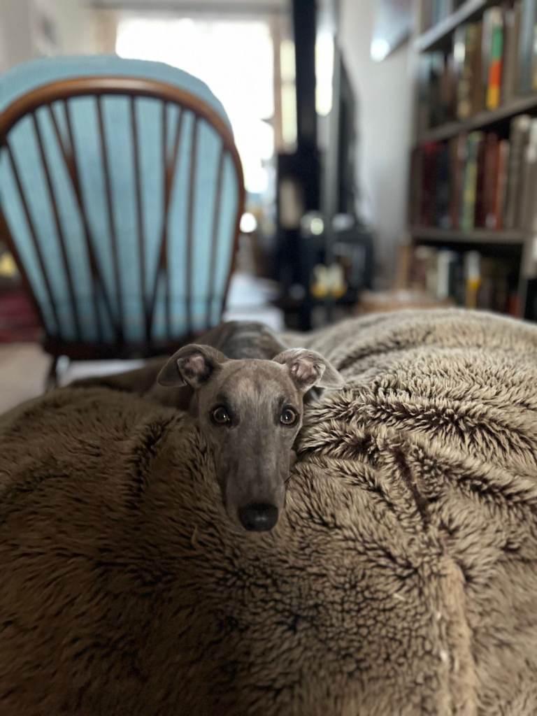 Faux fur bean bag for dog