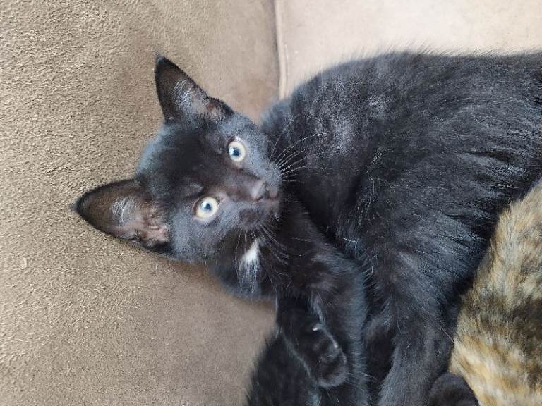 Kittens, black.