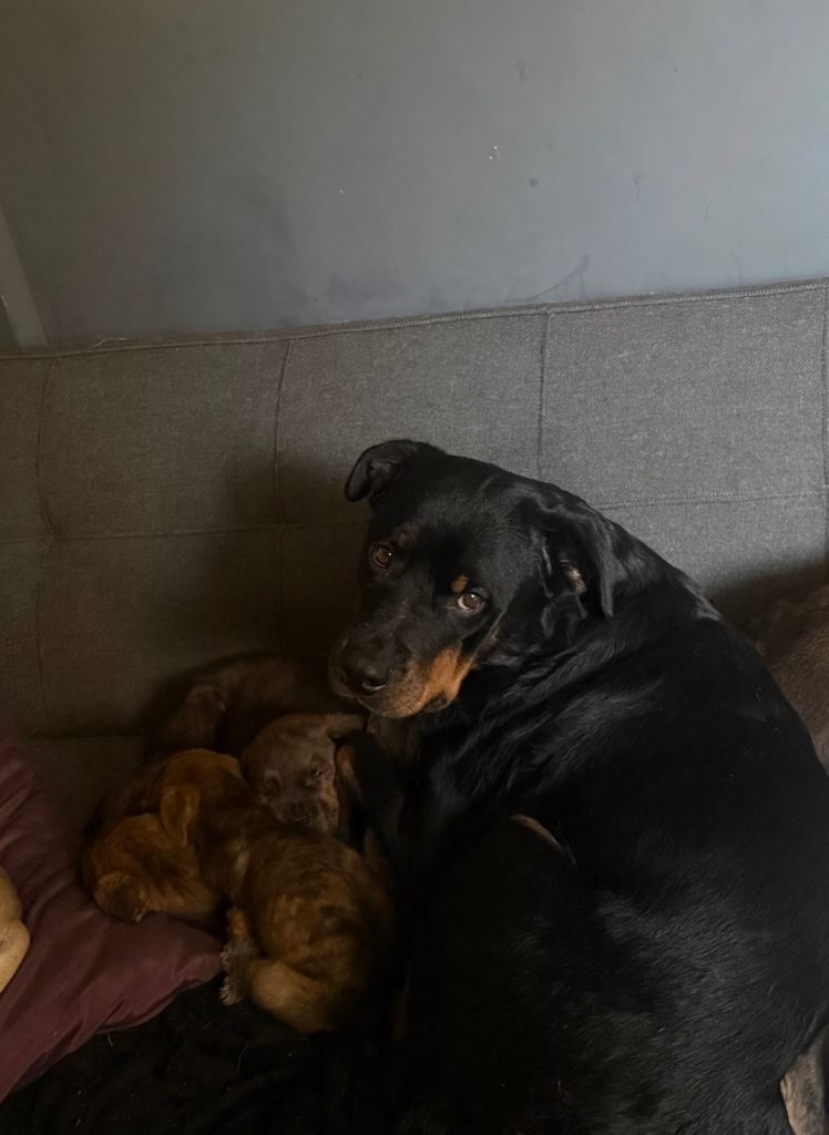 Rottweiler cross pups 