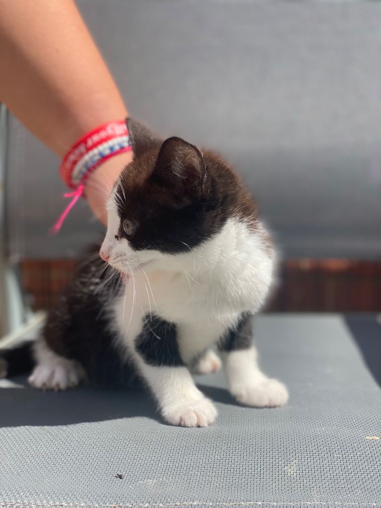 4 adorable kittens looking for the forever home 