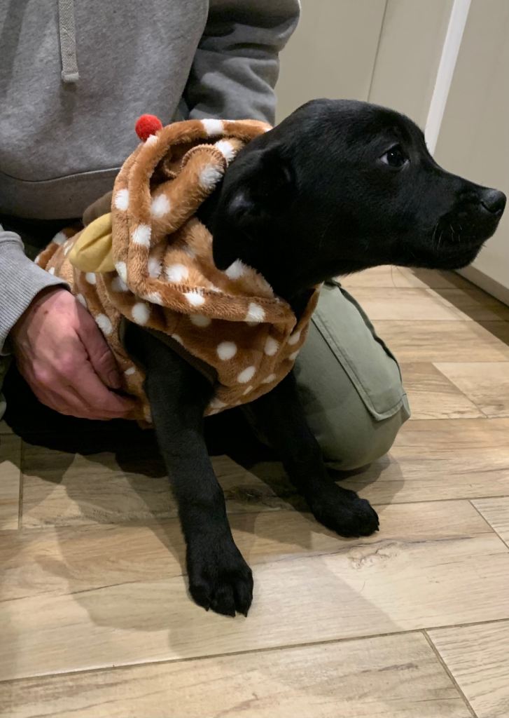 Staffordshire bull terrier x lab pups