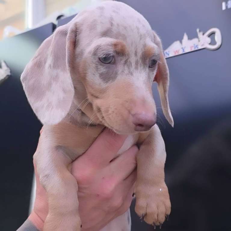 🩵 Smooth coat minature dachshund 🩵