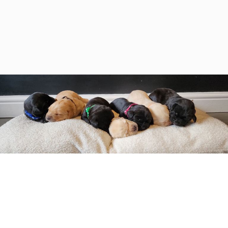 Labrador retriever puppies for sale 