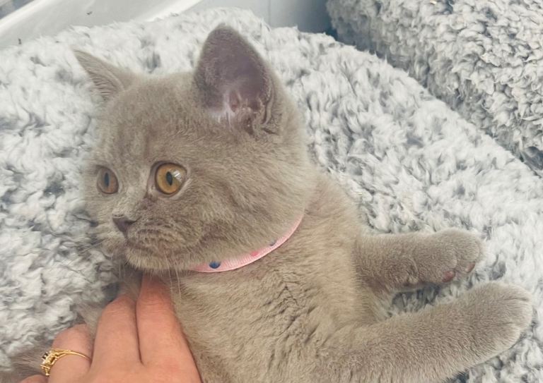 LAST Pedigree Chunky Lilac Kitten 10 Weeks Old!