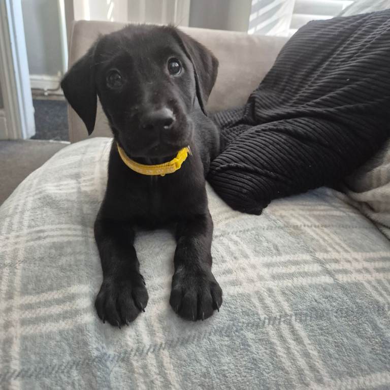 1 boy left !!! Kc registered labradors!