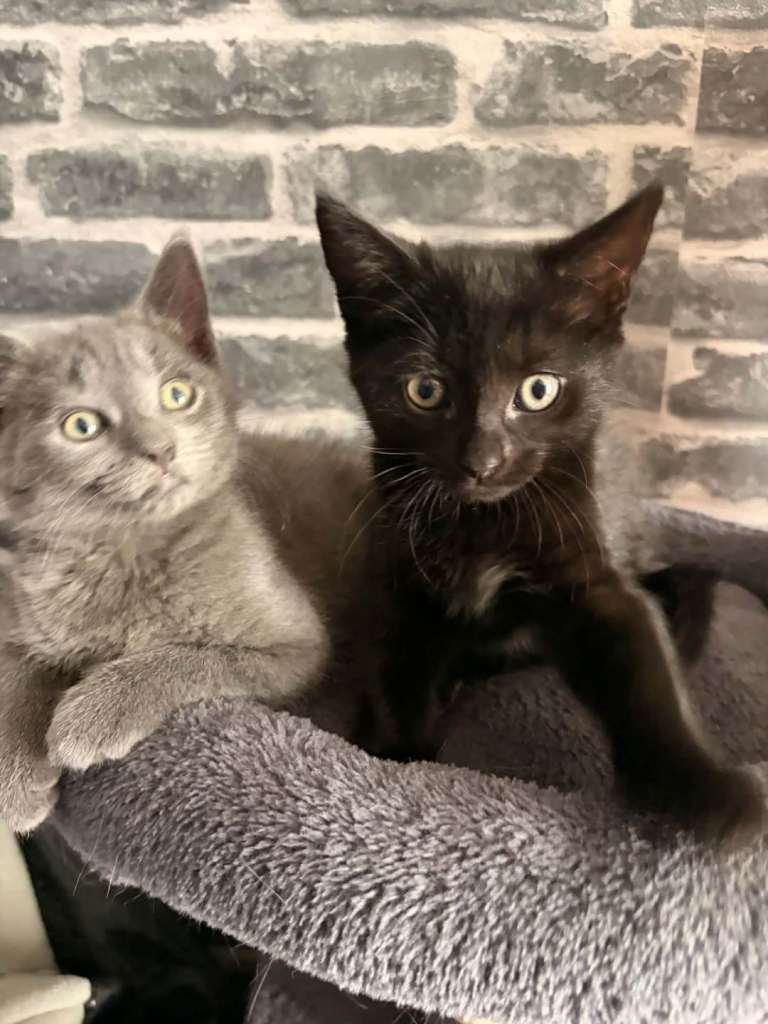 9 week old kitten 