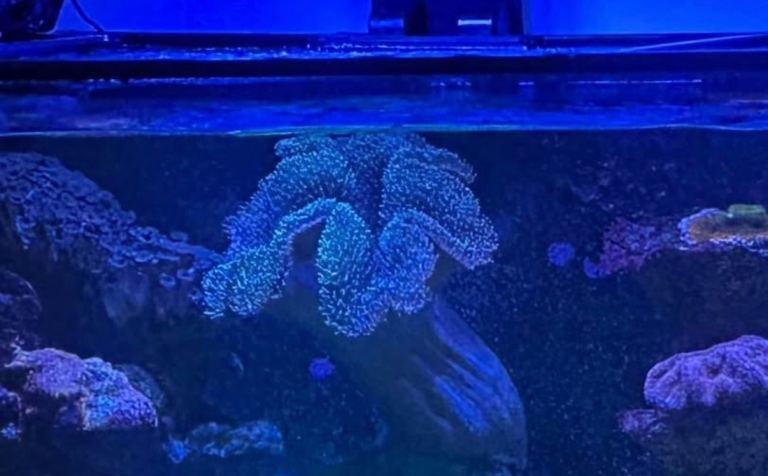 Very Large Green Leather Coral on Live Rock