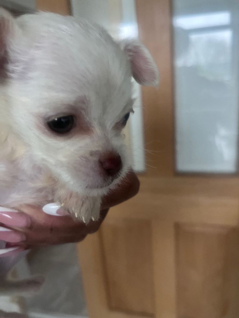 Mixed Breed Chihuahua Puppy