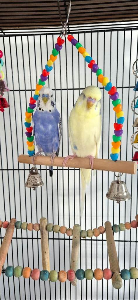 Budgies 