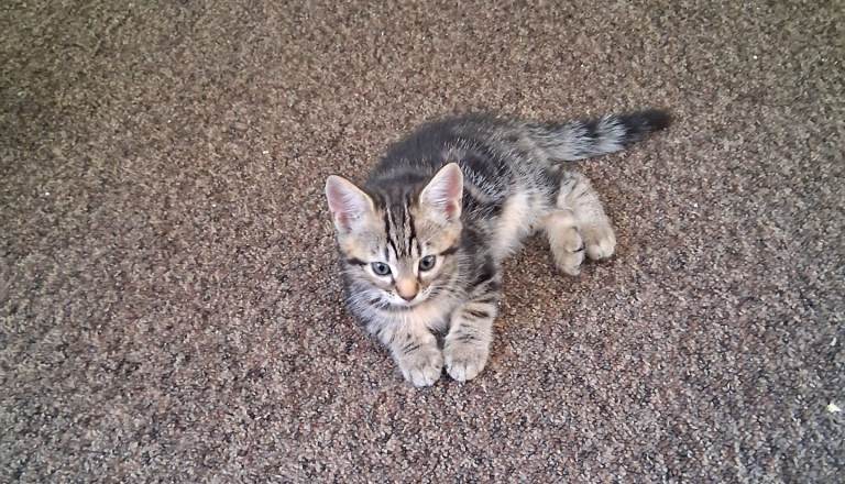 4 beautiful kittens ready to go 