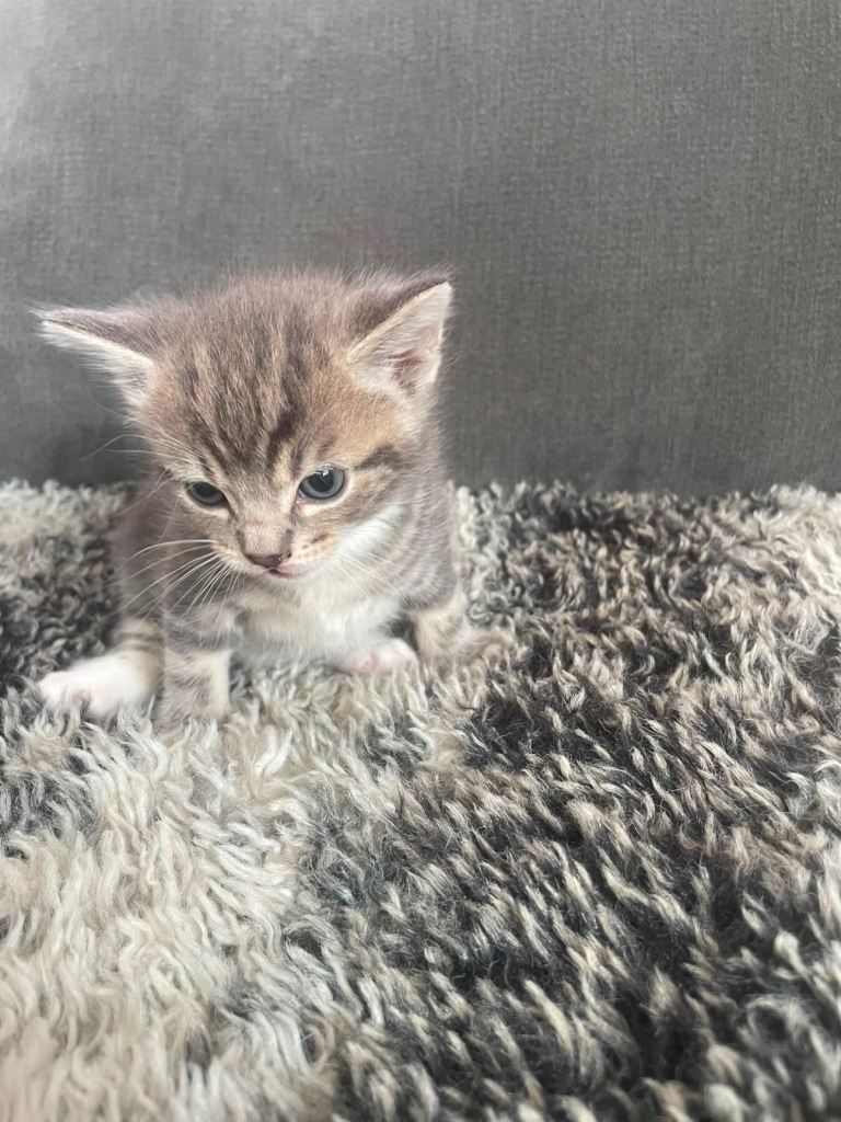  Only 2 left Kittens ready to go to beautiful homes 