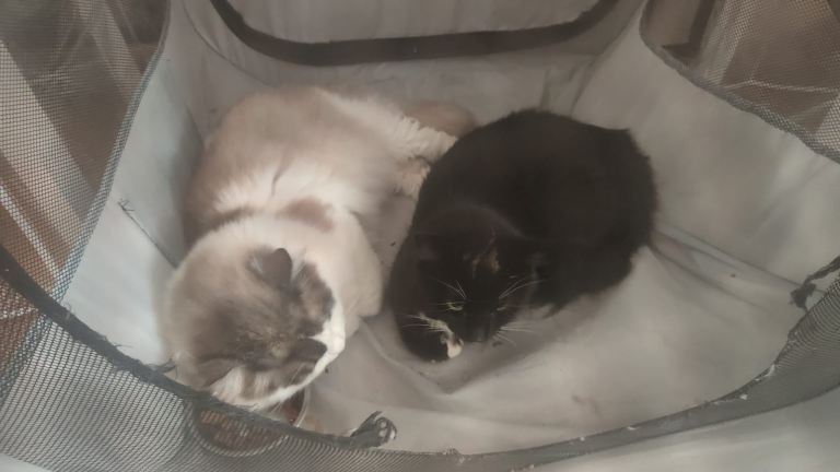 Ragdoll mix breed kittens 