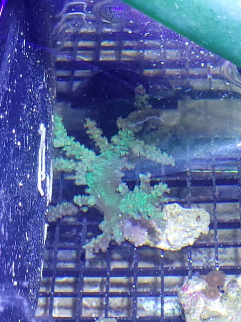 Green Kenya Tree Soft Coral Frag