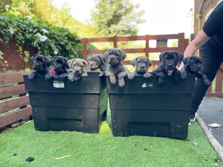Cane Corso Pups ICCF REGISTERED 5*****