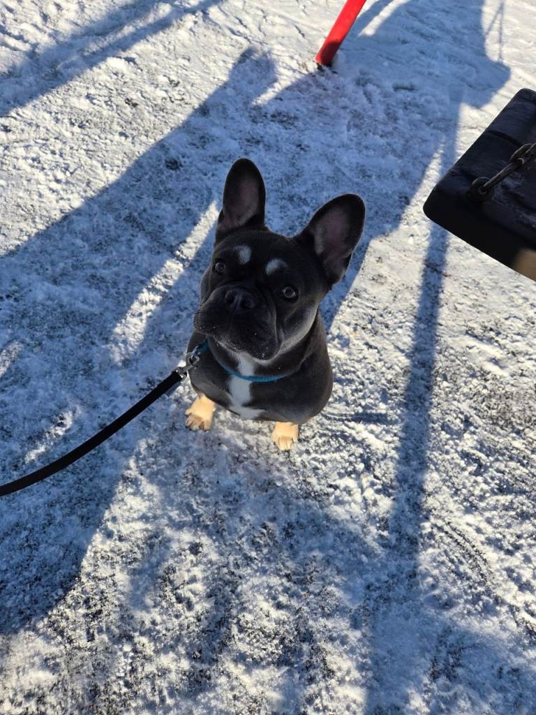 9 month old frenchie pups Females one blue one lilac