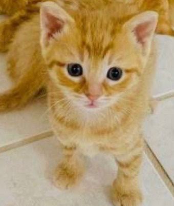 Beautiful mixed litter of kittens fabulous colours ! 