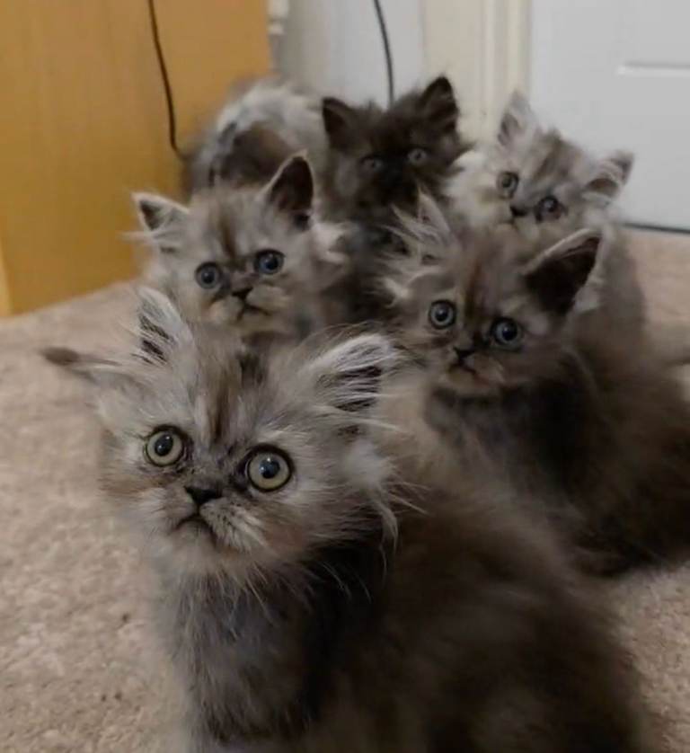 🐾 Beautiful Silver Shaded & Black Smoke Persian Kittens 🐾 