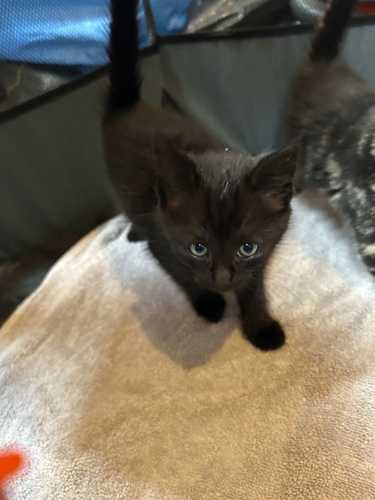beautiful family reared kitten for sale 