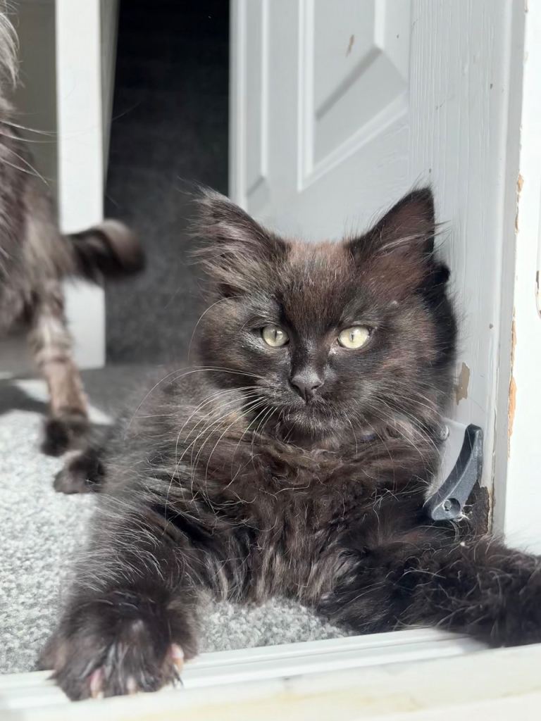 Maine Coon x Ragdoll Kittens – Fluffy – Ready Now