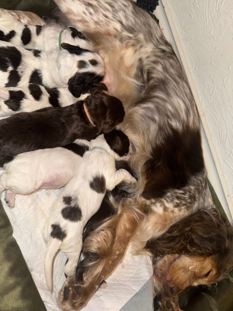 Cocker spaniel puppies for sale 
