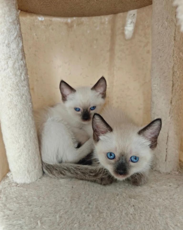 Beautiful Adorable Siamese Kittens (2 LEFT!!)