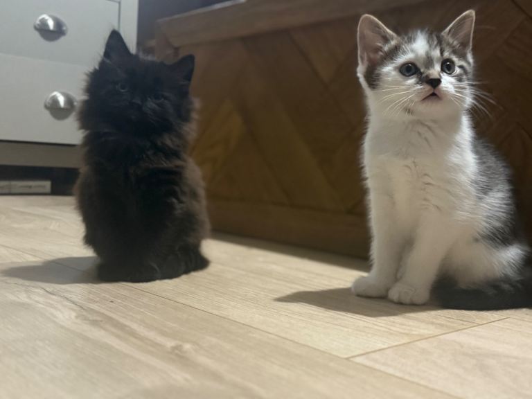 Kittens ready for their new homes