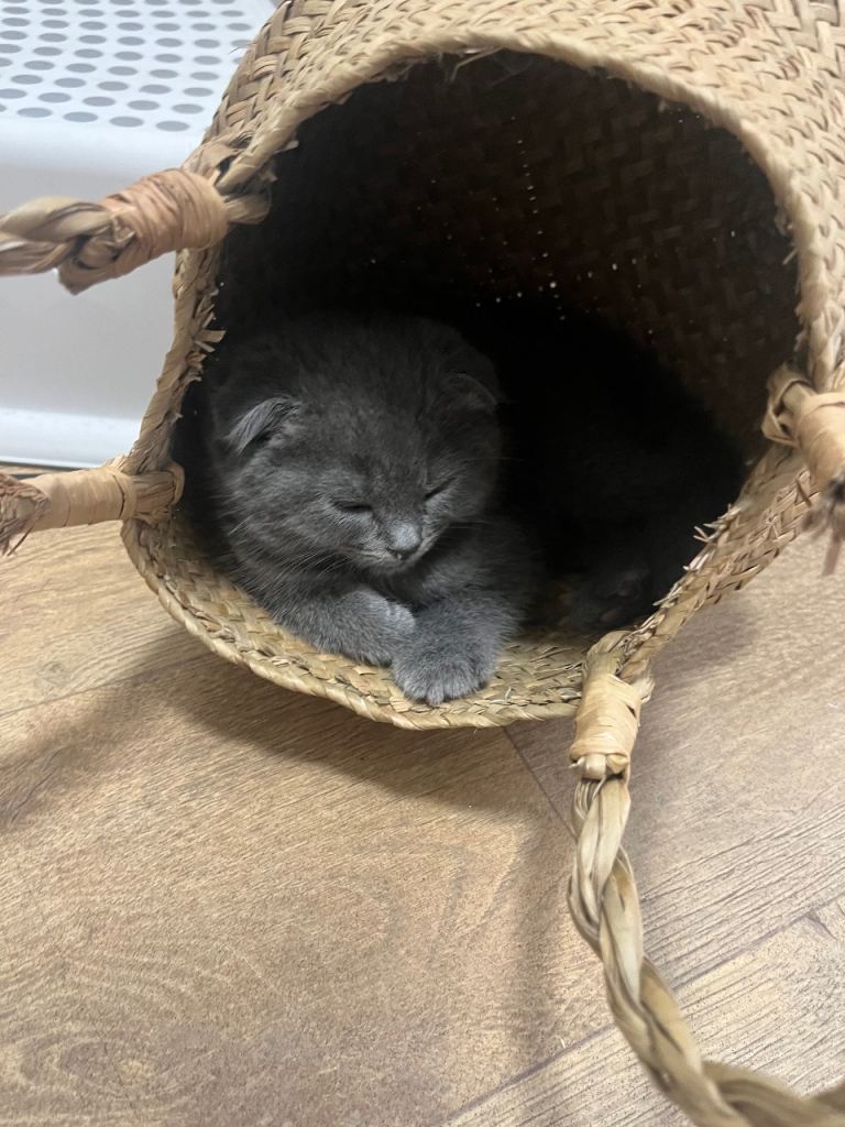 1 kitten left 
