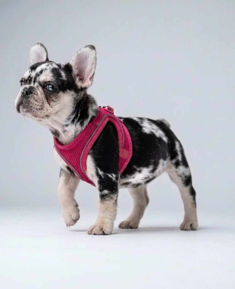STUNNING RARE MERLE FRENCH BULLDOG GIRL