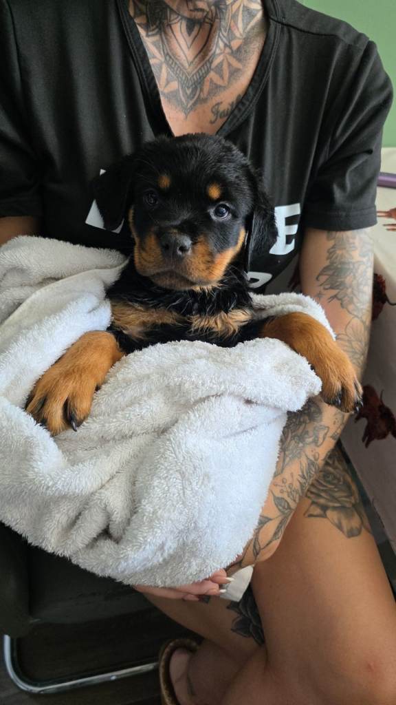 Two BEAUTIFUL ROTTIES 