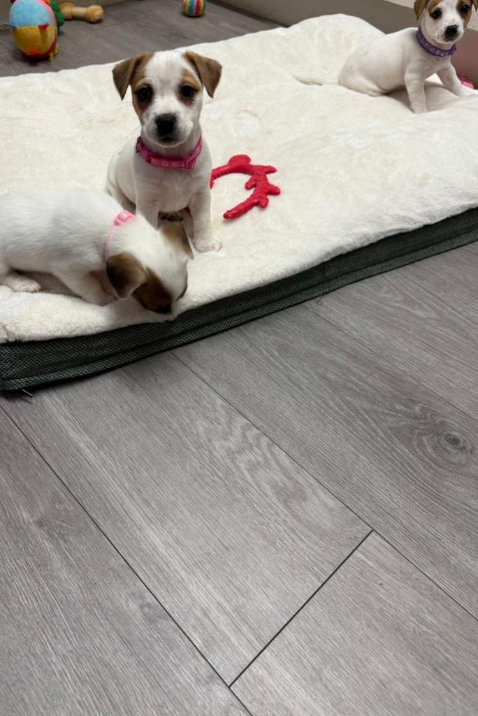 8 Week Old Jack Russel Puppies 