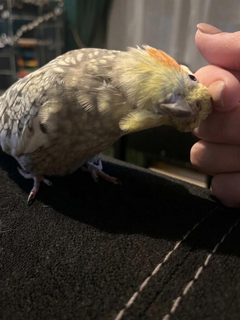 Tame female cockatiel 