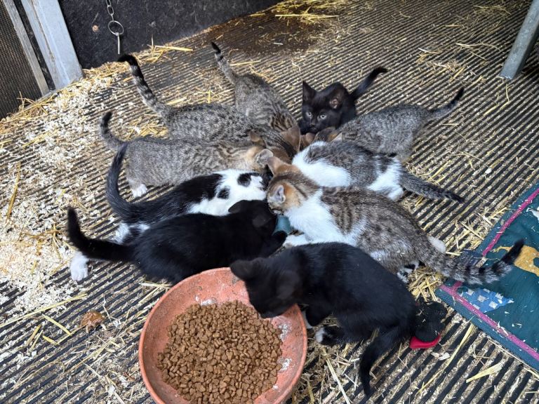Kittens for Sale