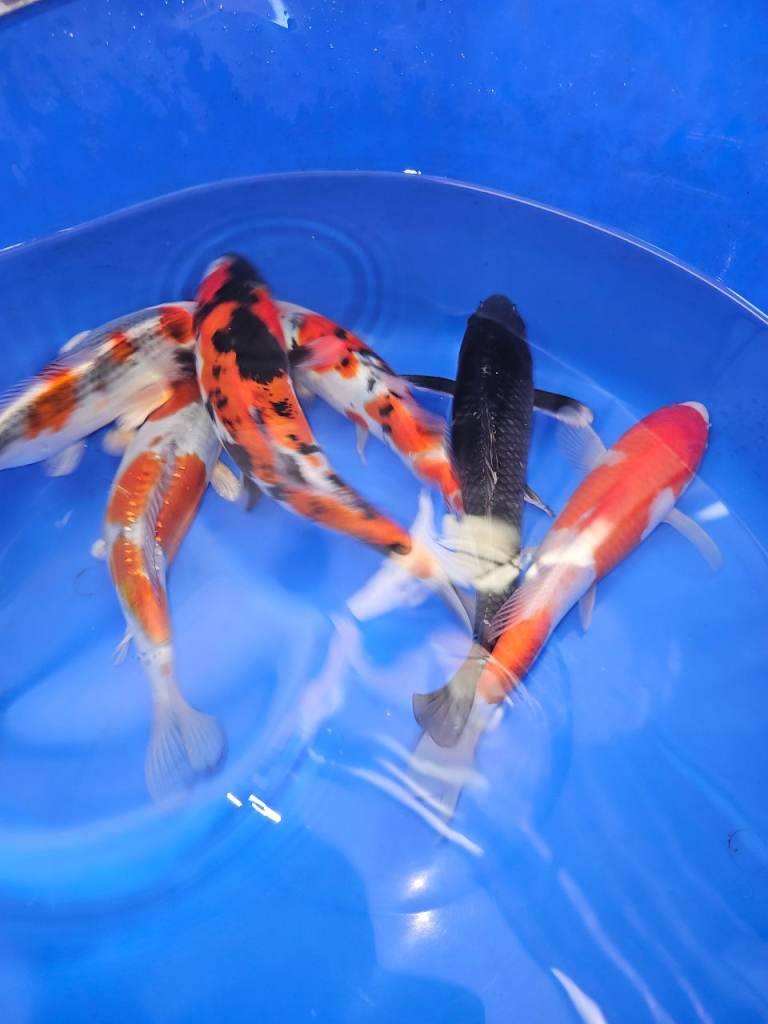 Japanese koi ( mixed breeders)