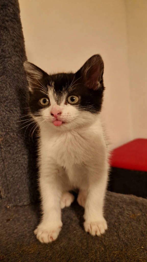 kittens female 