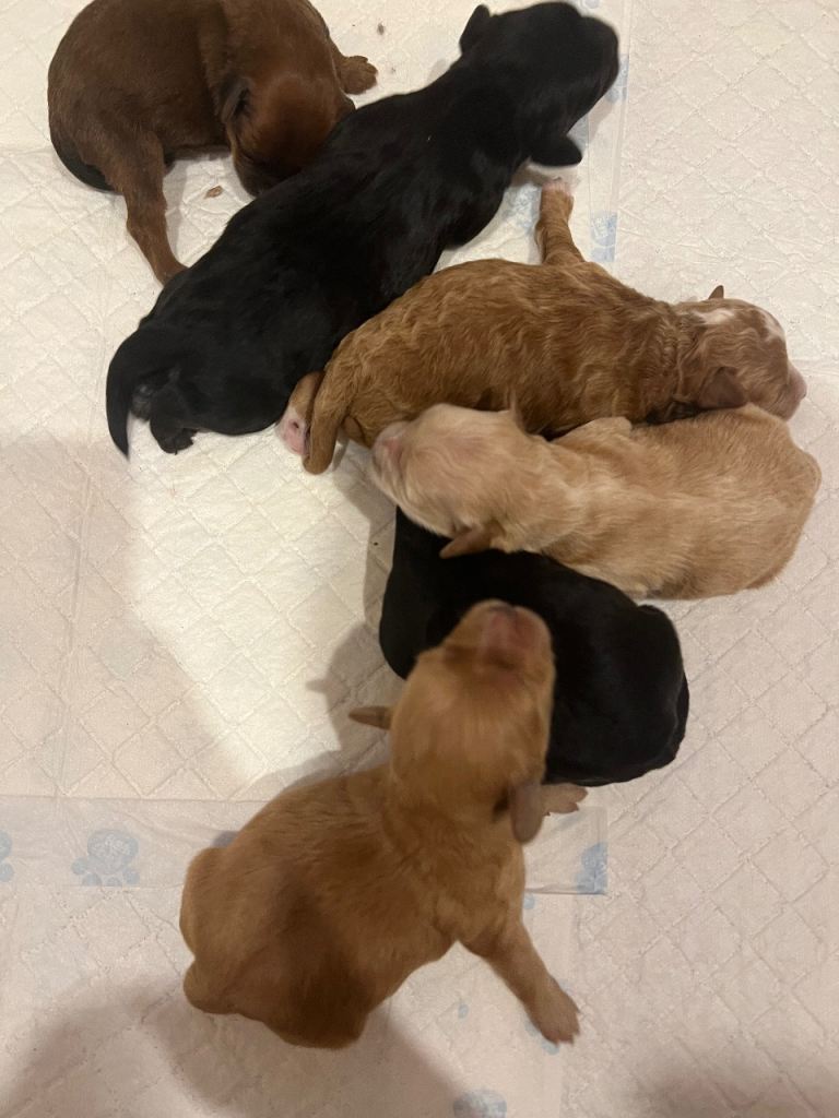 Gorgeous f1 shihpoo puppies