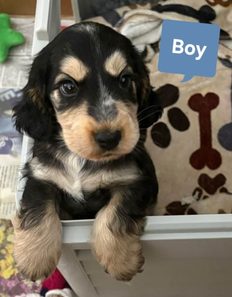 2 Pups left Show Cocker Spaniel Puppies