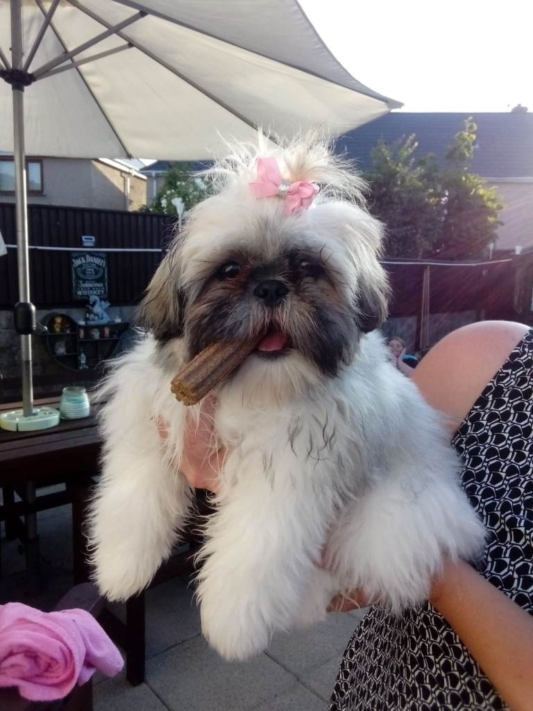 Female shih tzu 6 months old puppy