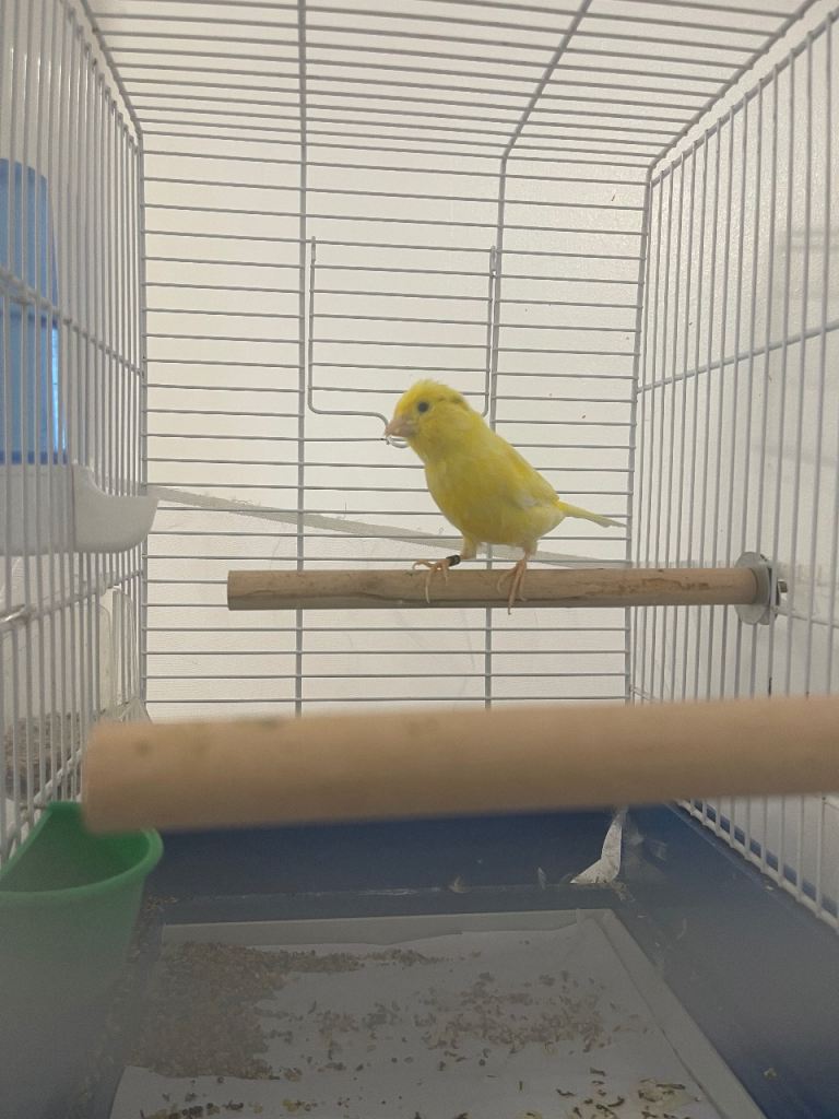 Waterslagger canaries Male singing born in 2025