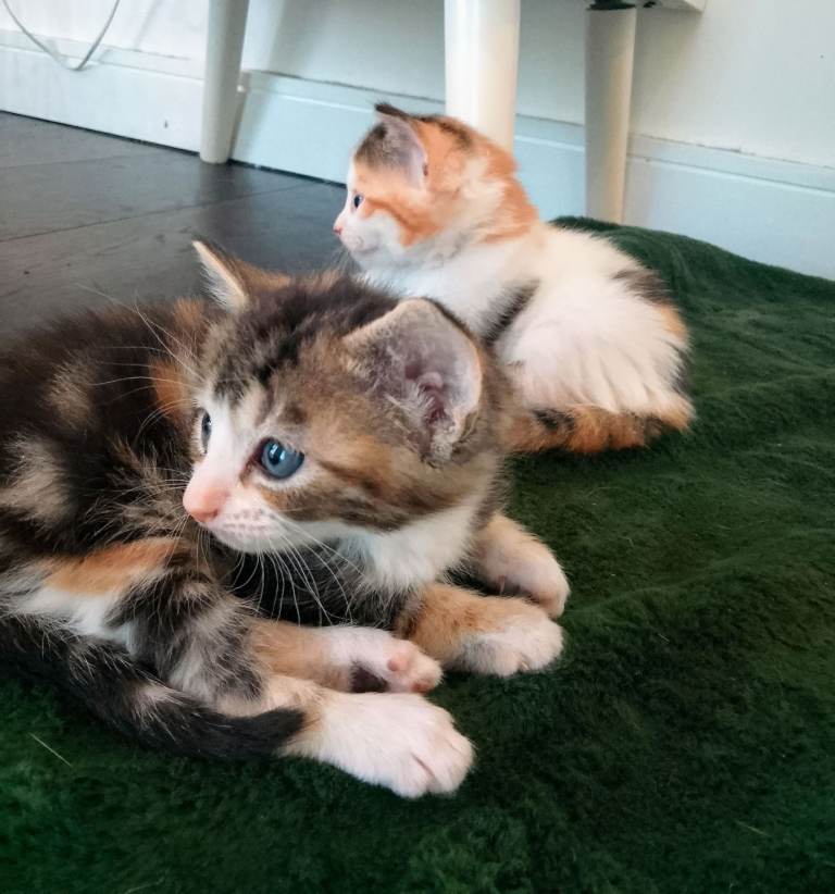 Adorable fluffball munchkins :) warm little cuties