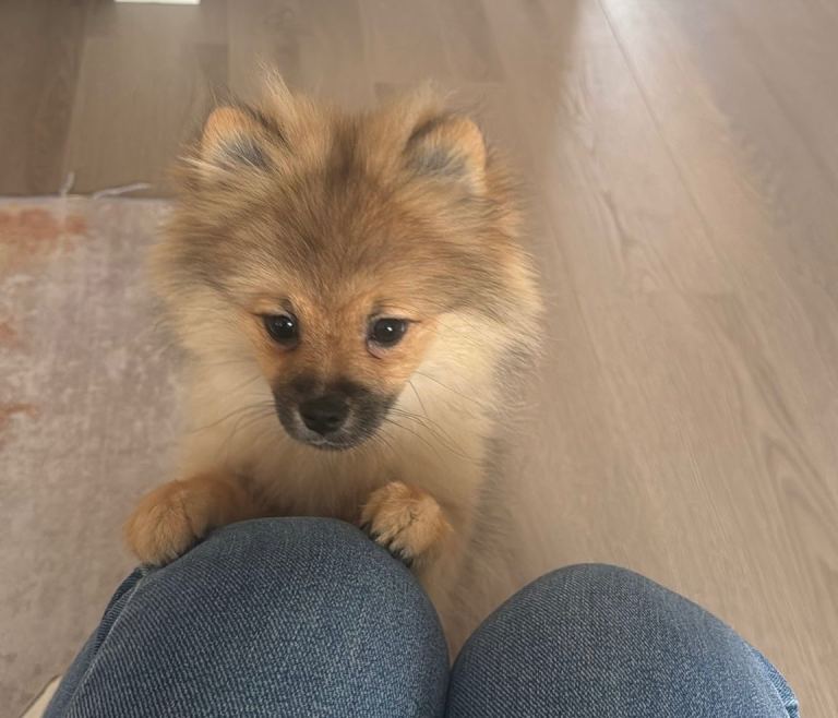 Pomeranian puppy for sale 
