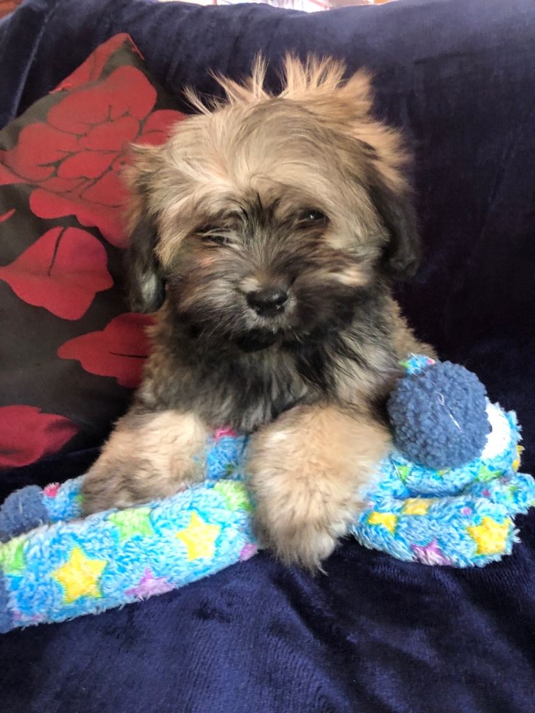 shihtzu x maltese puppies for sale 