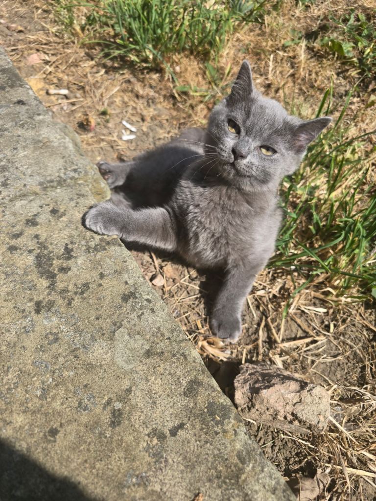 BRITISH SHORTHAIR BOY LEFT